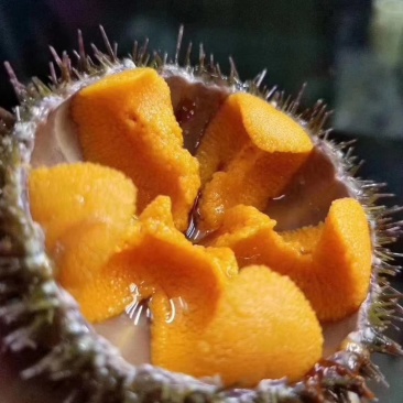 马粪海胆