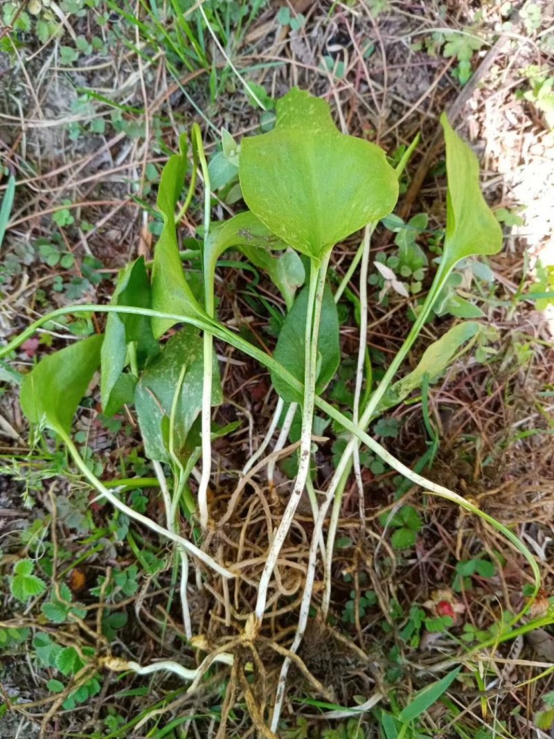 一支箭纯野生，干货鲜货都可以