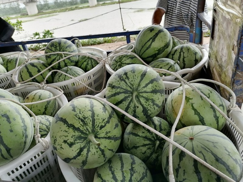8424麒麟西瓜，代收代发代返程便宜车辆