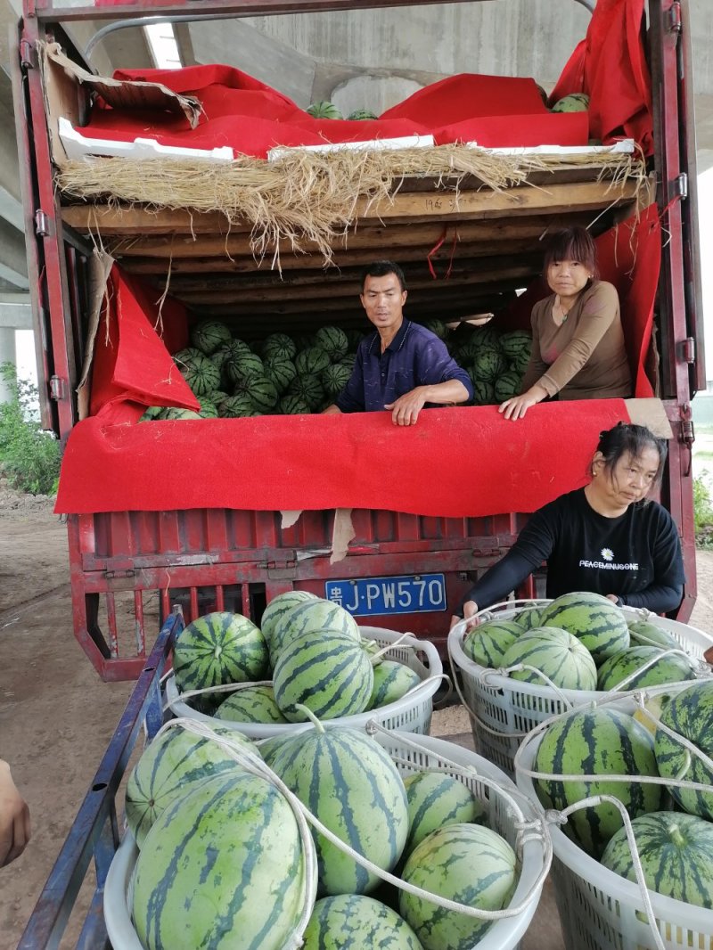 8424麒麟西瓜，代收代发代返程便宜车辆