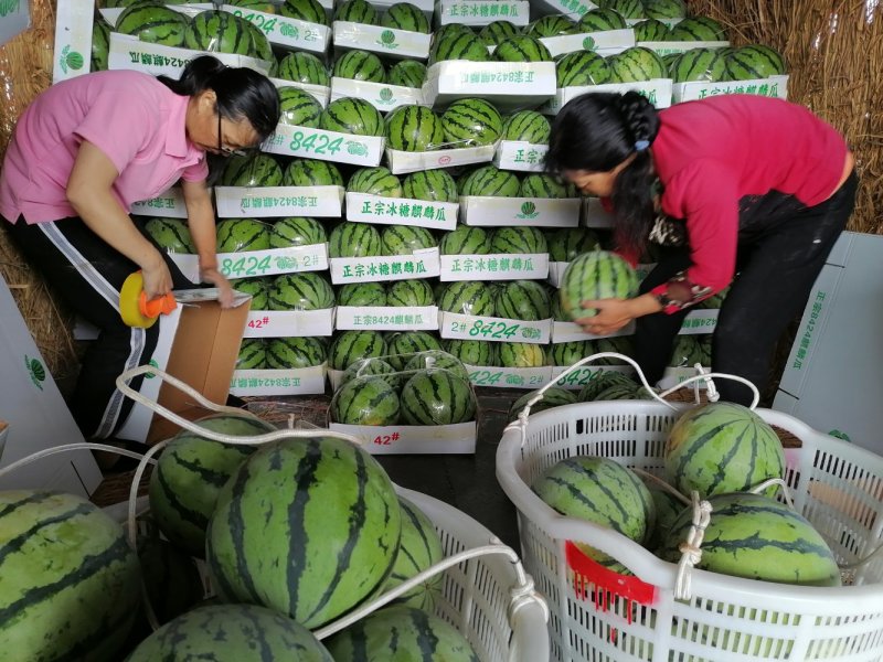 8424麒麟西瓜，代收代发代返程便宜车辆