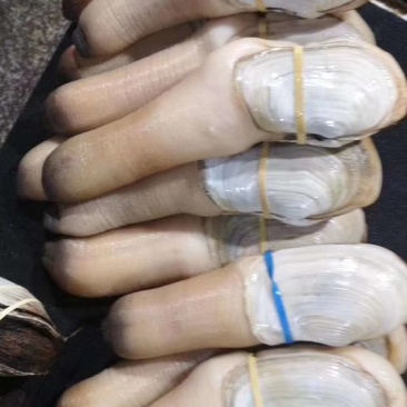 加州象拔蚌