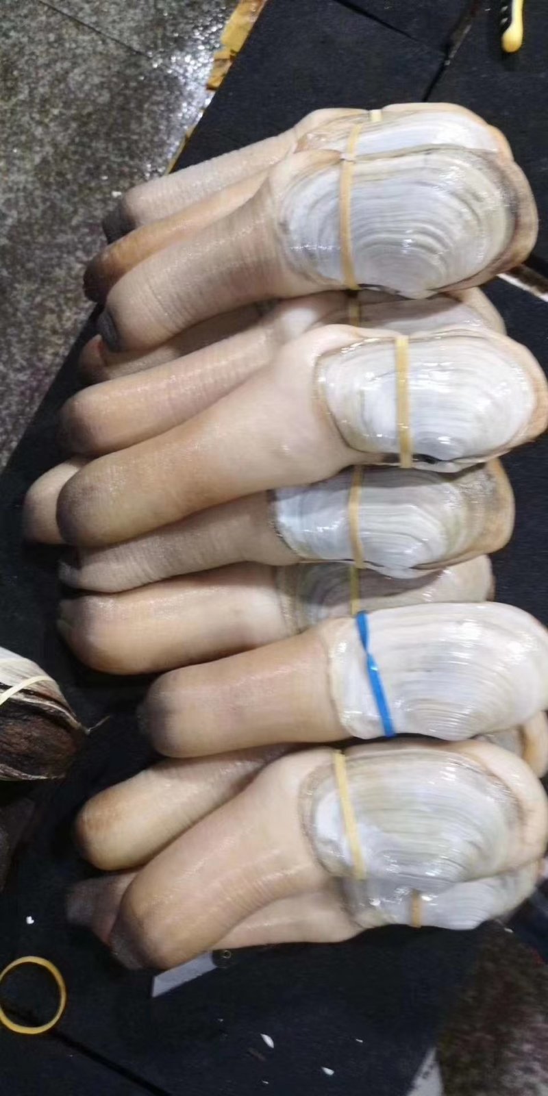 加州象拔蚌