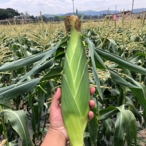 水果玉米云南玉米花超双色玉米质量保障全国发货