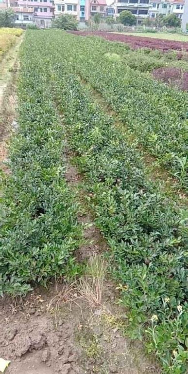 茶梅毛球
