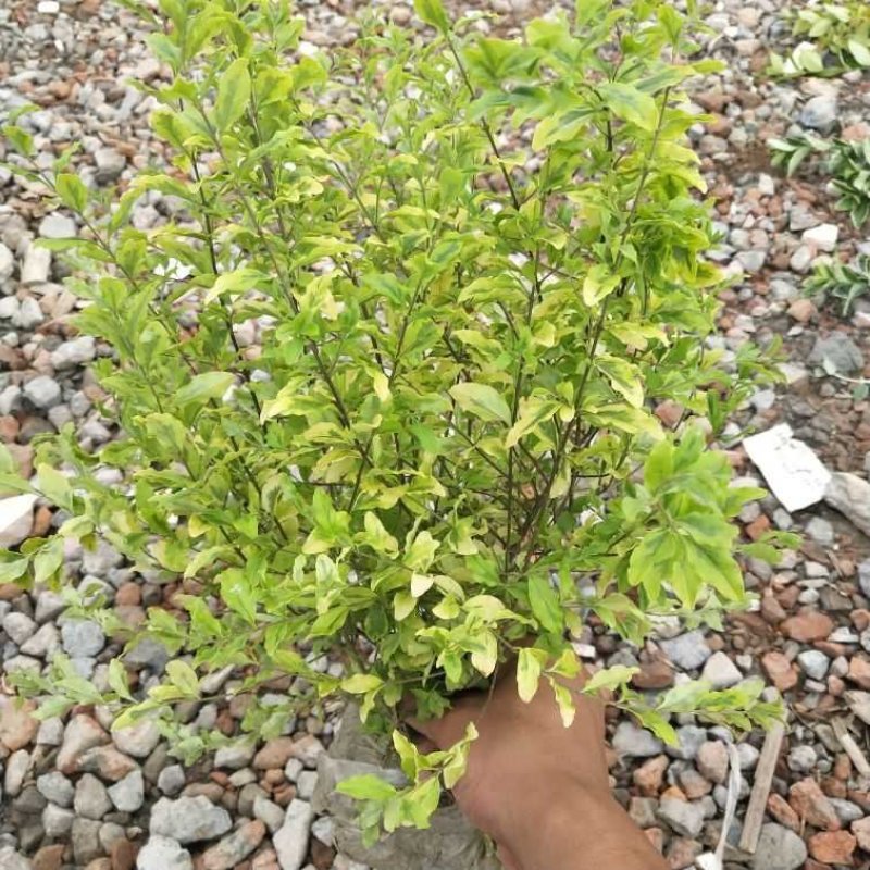 亮晶女贞毛球带小土球冠幅大
