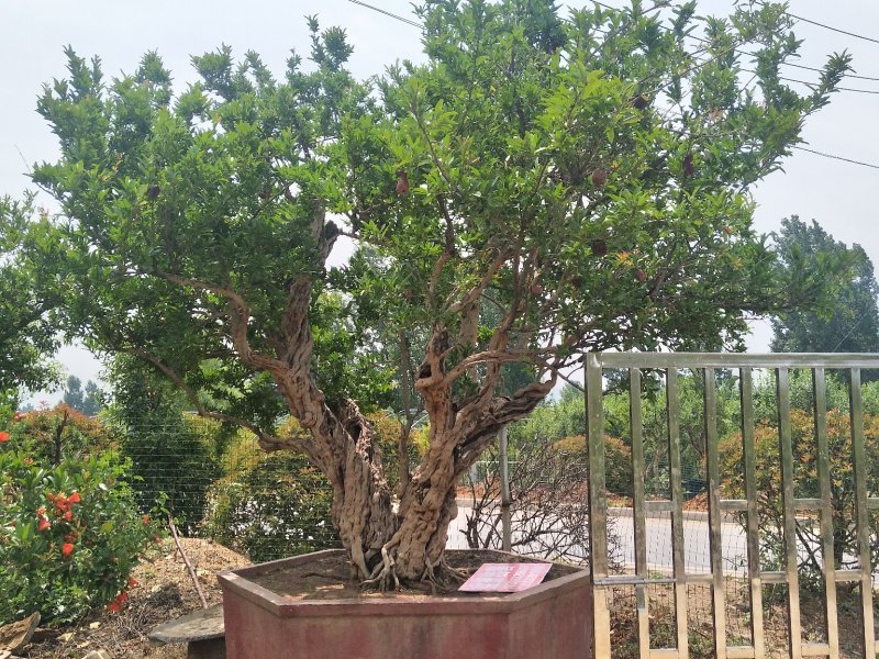 石榴古桩基地常年供应各种规格石榴盆景