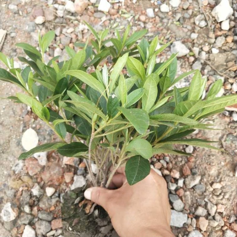 毛娟小毛球带小土球发货