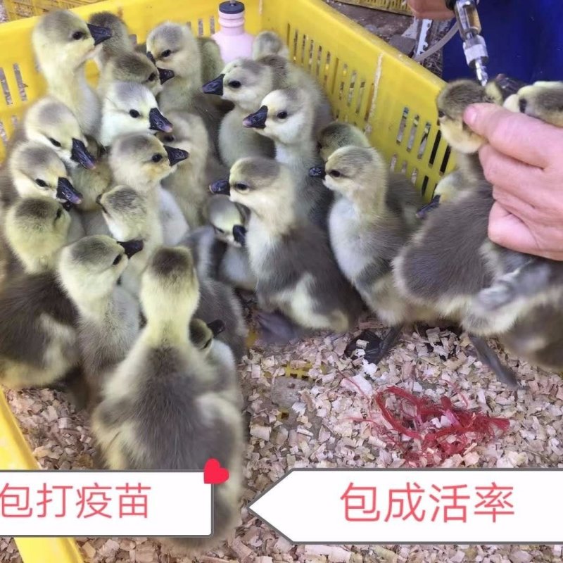 四季鹅活体小鹅正宗纯种特大狮头鹅活苗幼鹅产蛋鹅大白鹅鹅崽