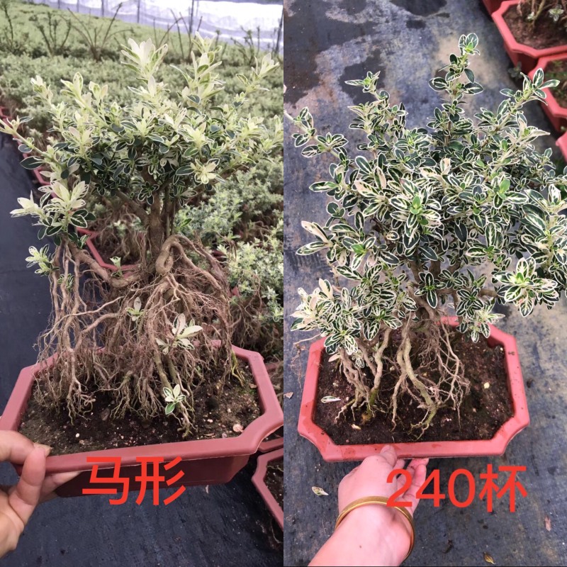 提根六月雪，六月雪盆景，大小规格齐全，整箱销售，