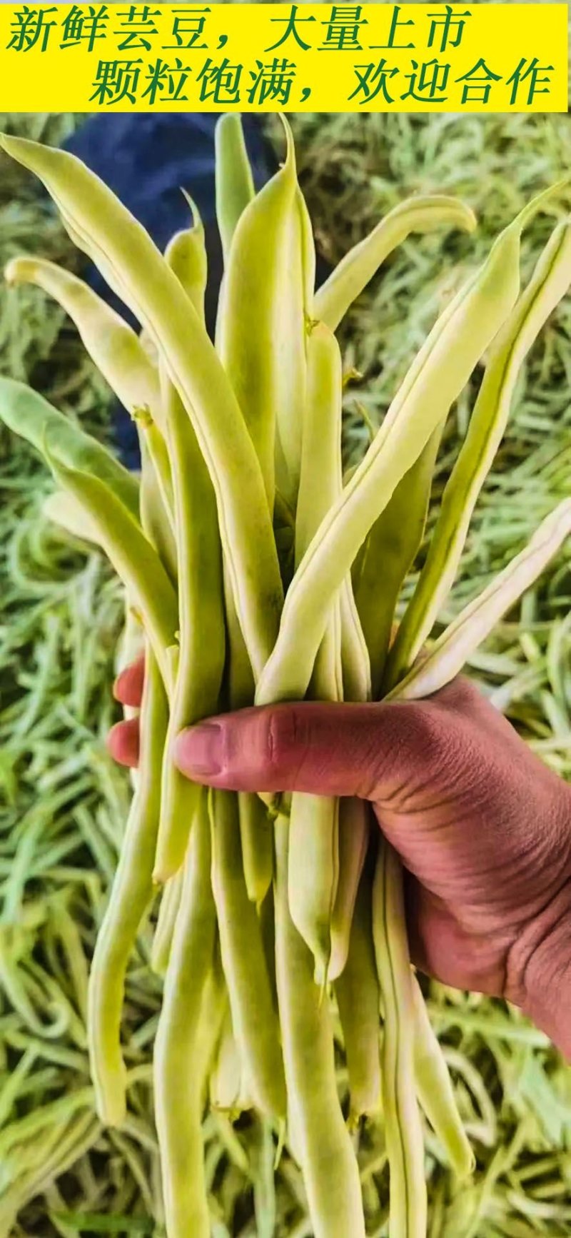芸豆白不老大量上市中，代发全国，支持视频看货！！！