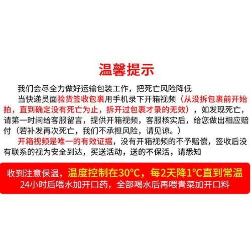 四季鹅活体小鹅正宗纯种特大狮头鹅活苗幼鹅产蛋鹅大白鹅鹅崽