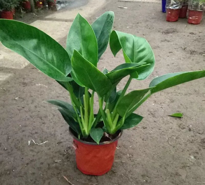 大叶金钻红钻四季常青吸甲醛植物大型绿植盆栽室内高档盆