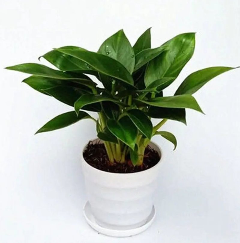 大叶金钻红钻四季常青吸甲醛植物大型绿植盆栽室内高档盆