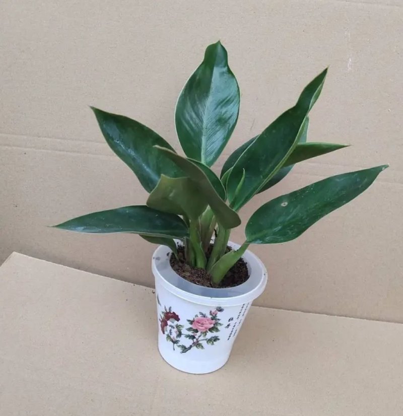大叶金钻红钻四季常青吸甲醛植物大型绿植盆栽室内高档盆