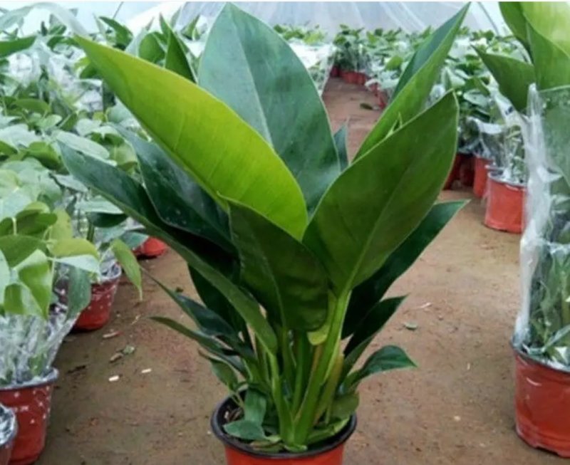大叶金钻红钻四季常青吸甲醛植物大型绿植盆栽室内高档盆