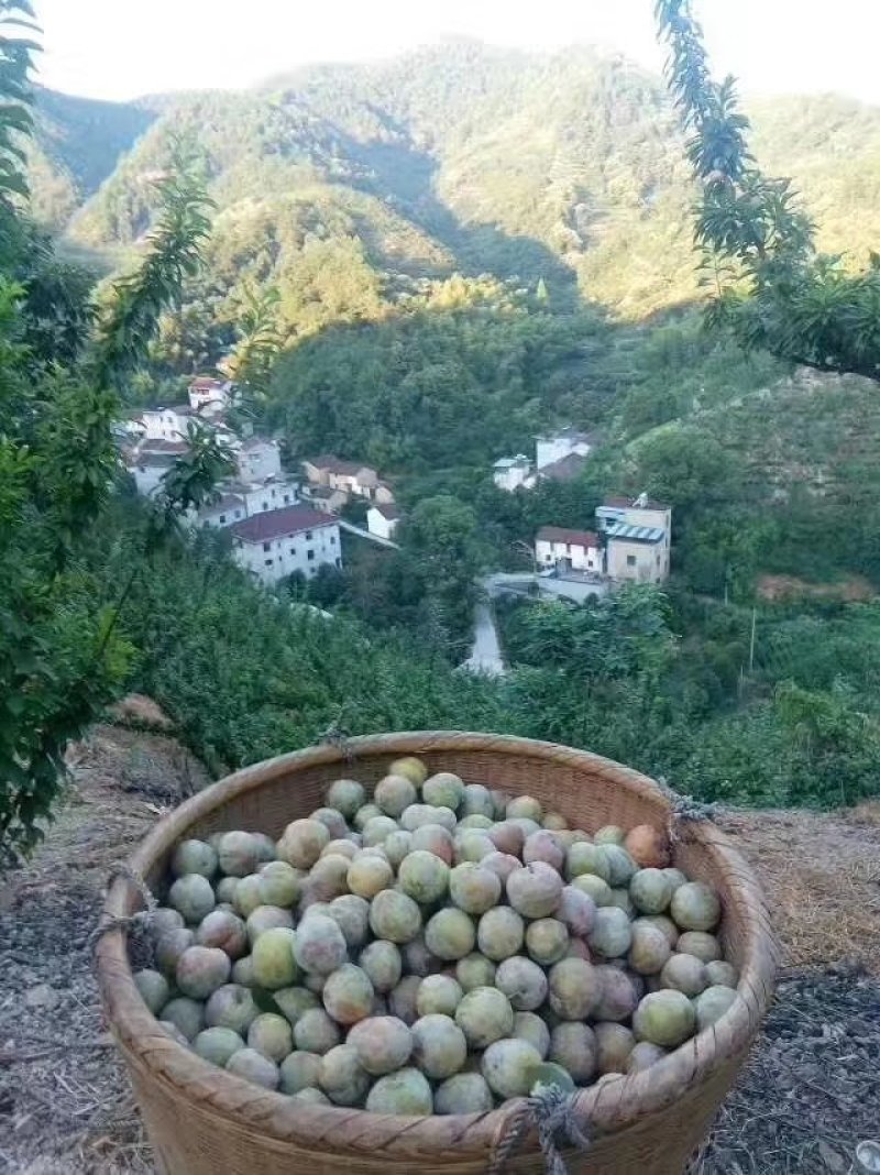 浙江嵊州金庭特产桃形李红心李