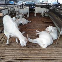 波尔山羊种羊怀孕母羊抵抗力强免费运输保证成活率
