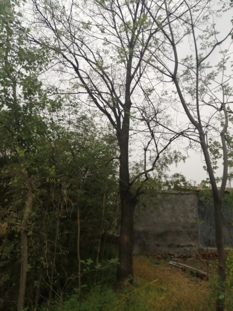 榔榆白榆榆树2—80公分榔榆可视频看货产地直销