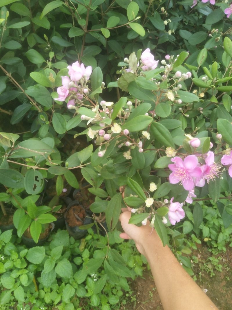 桃金娘苗捻子苗杯苗桃金娘树苗带杯发货