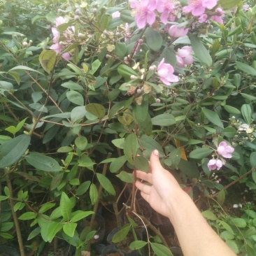 桃金娘苗捻子苗杯苗桃金娘树苗带杯发货