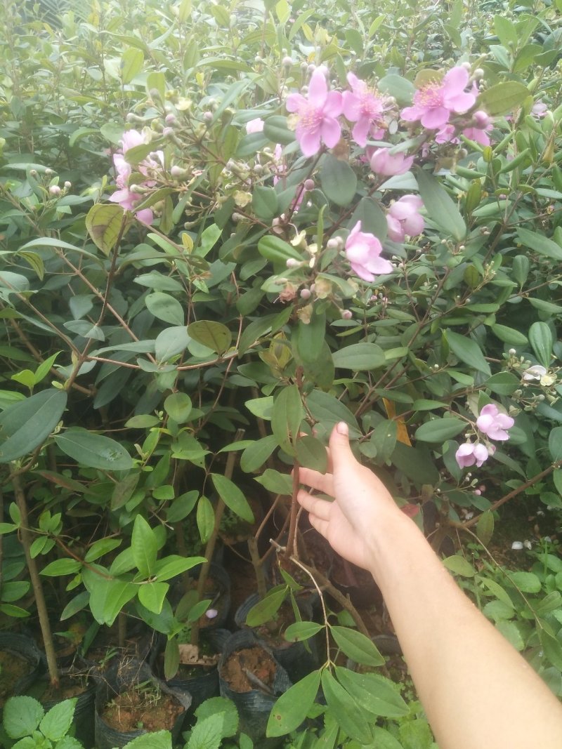 桃金娘苗捻子苗杯苗桃金娘树苗带杯发货