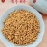 【精品】正宗凉山苦荞茶新货发全国一件代发量大优惠