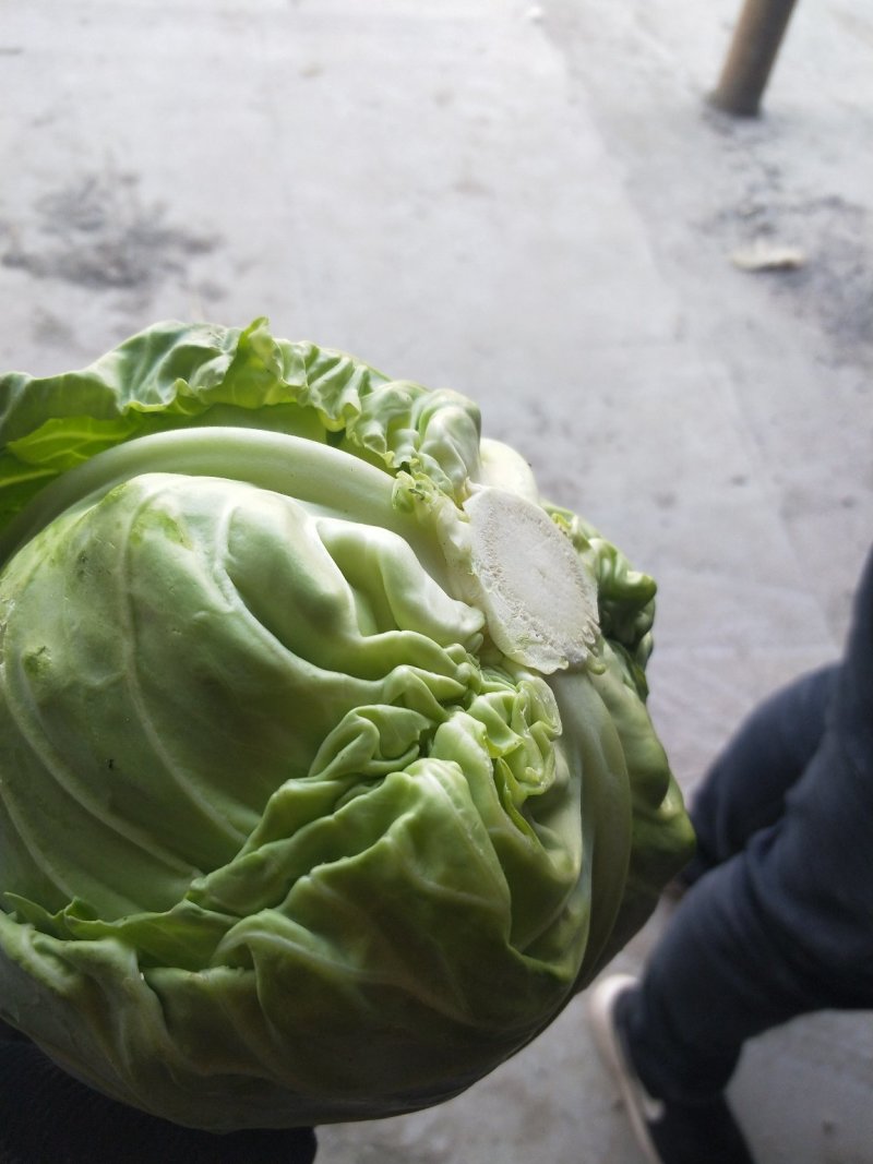 【甘蓝】圆包菜河北昌黎精品甘蓝大量上市。现砍现卖。