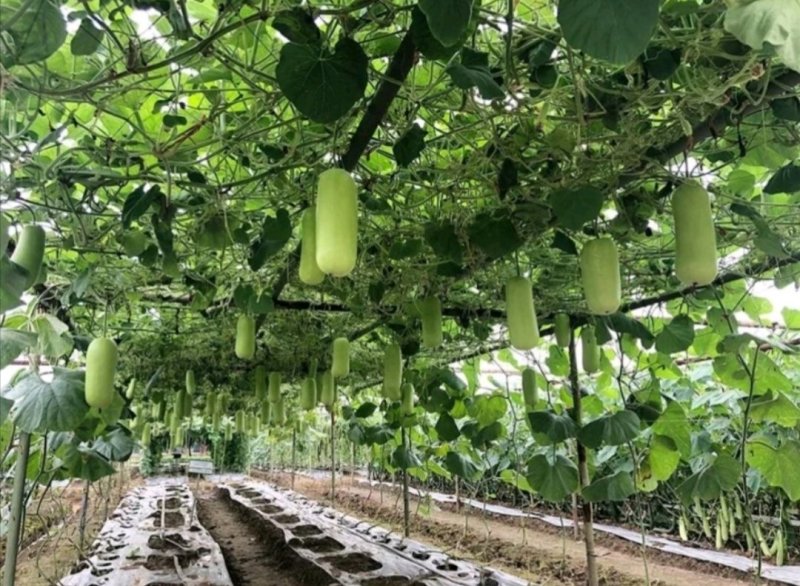 耐热抗病翠莹蒲瓜种子皮色油亮翠绿商品性佳