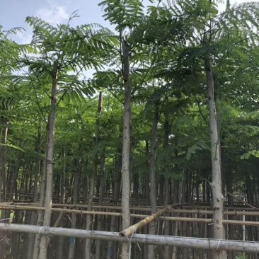凤凰木、红花楹、影树、楹树