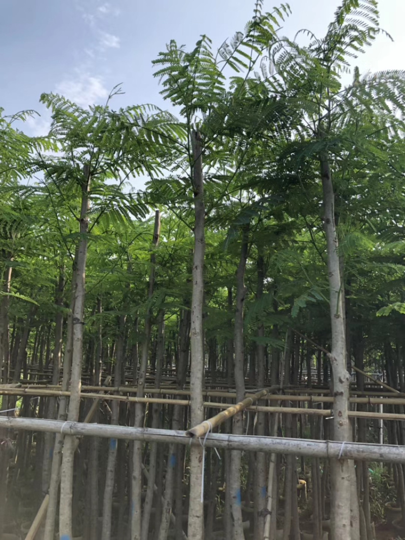 凤凰木、红花楹、影树、楹树