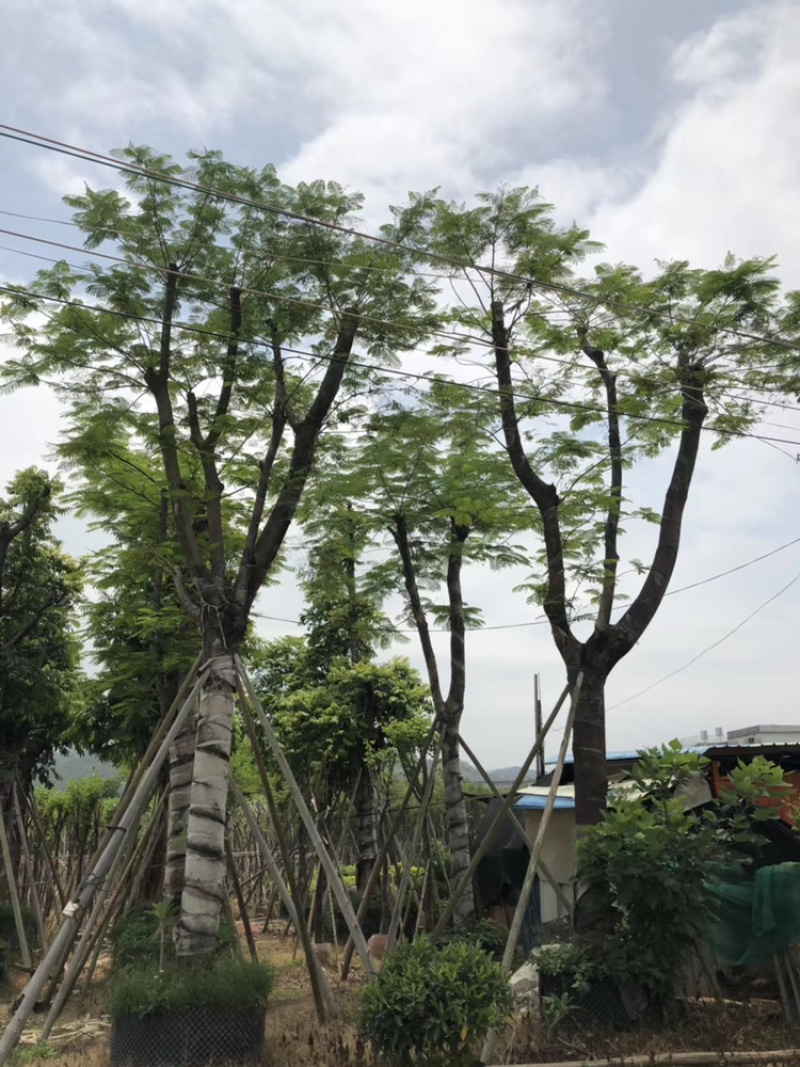 凤凰木、红花楹、影树、楹树