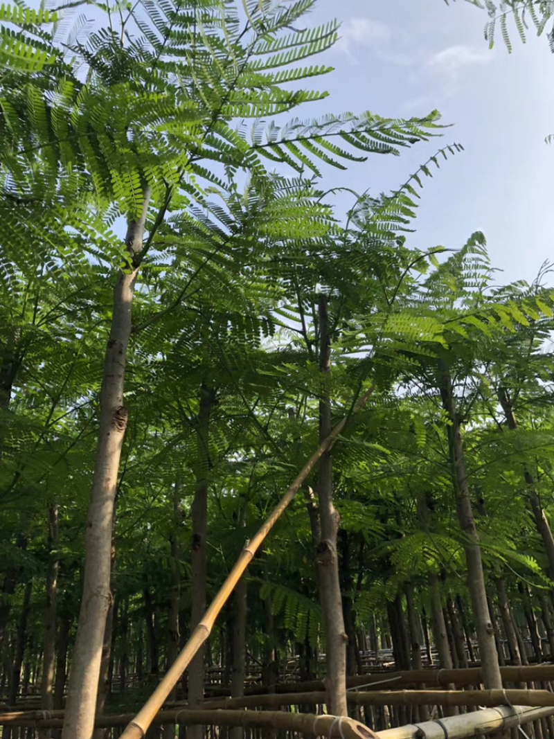 凤凰木、红花楹、影树、楹树