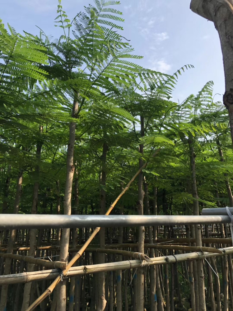 凤凰木、红花楹、影树、楹树