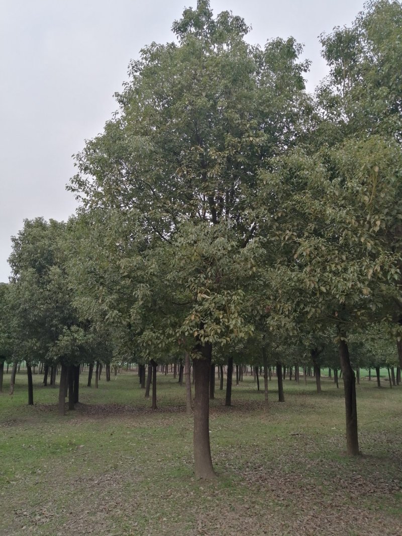 香樟樟树香樟苗河南香樟可视频看货产地直销一条龙服