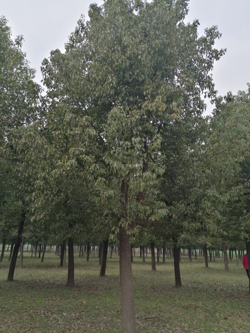 香樟樟树香樟苗河南香樟可视频看货产地直销一条龙服