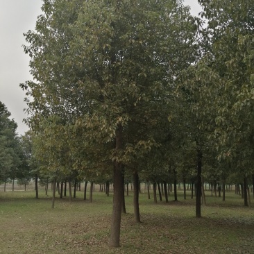 香樟樟树香樟苗河南香樟可视频看货产地直销一条龙服