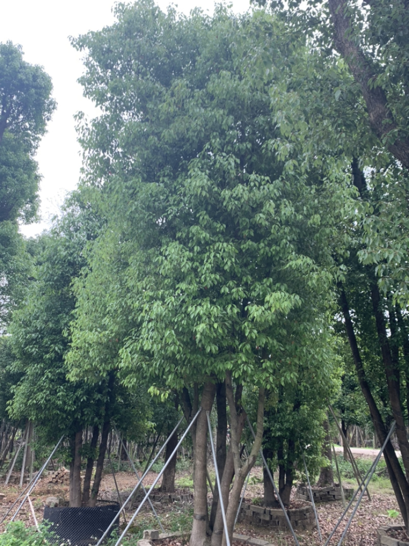香樟、芳樟、樟木、瑶人柴、樟树