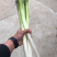 大葱冷库大葱嫩大葱大量有货，产地直发，欢迎采购