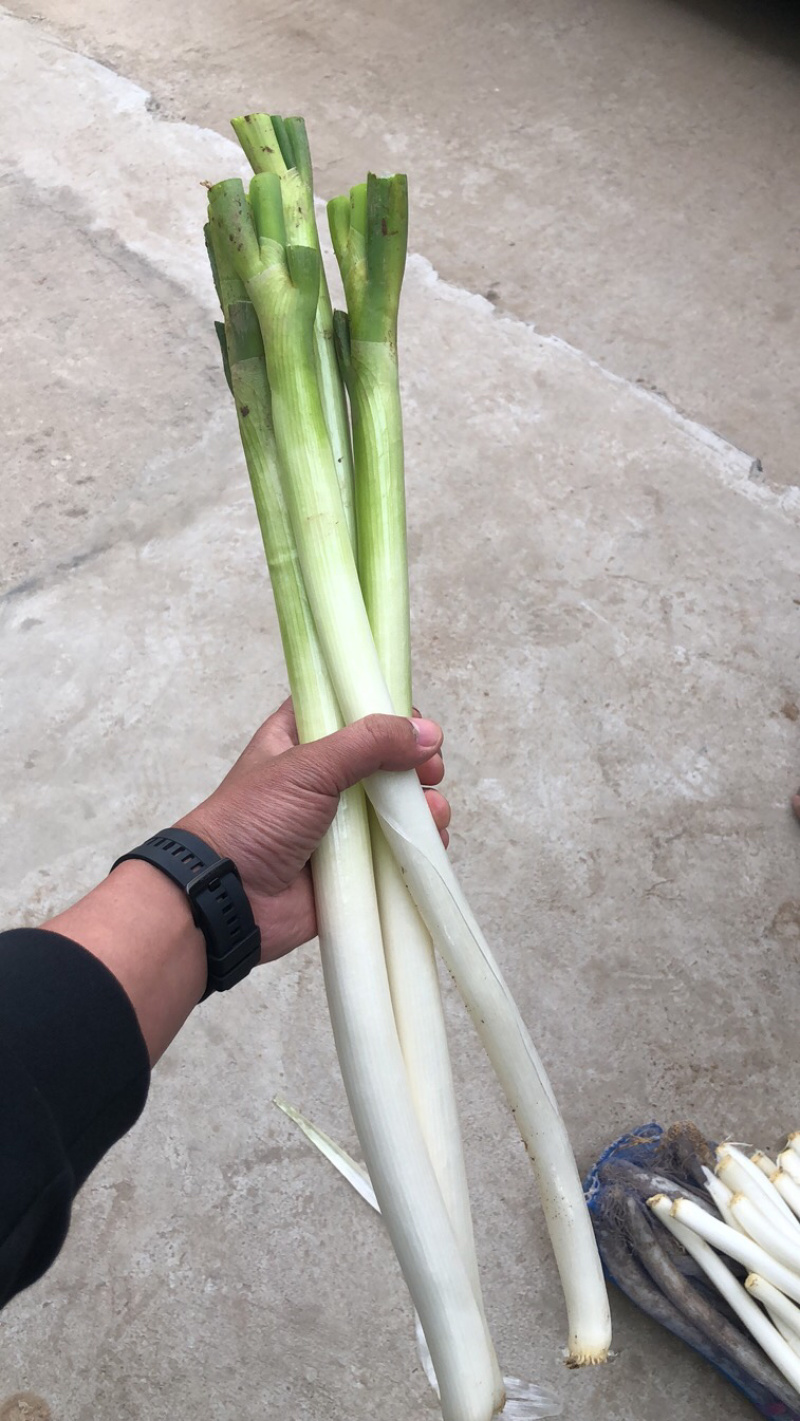 大葱冷库大葱嫩大葱大量有货，产地直发，欢迎采购