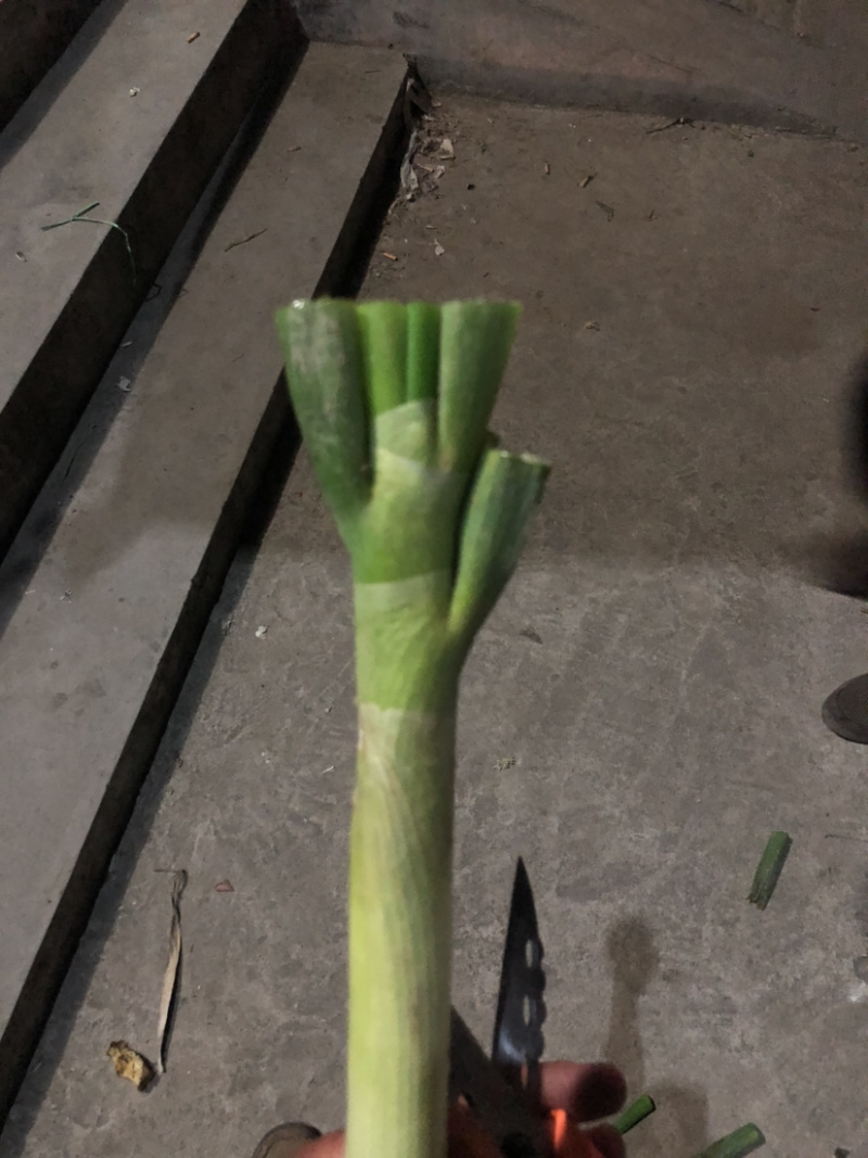 大葱冷库大葱嫩大葱大量有货，产地直发，欢迎采购