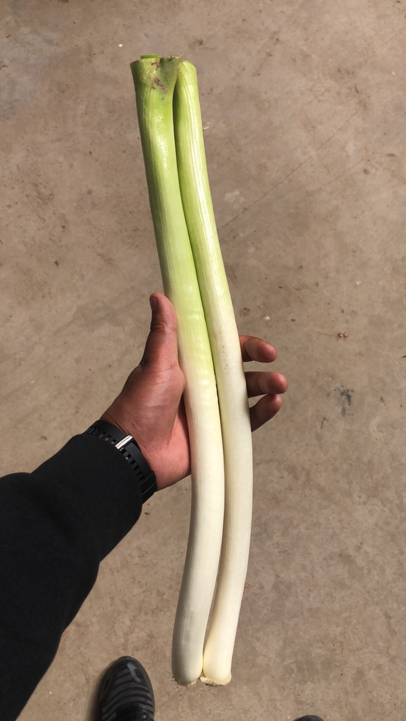 大葱冷库大葱嫩大葱大量有货，产地直发，欢迎采购