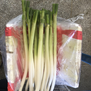大葱冷库大葱嫩大葱大量有货，产地直发，欢迎采购