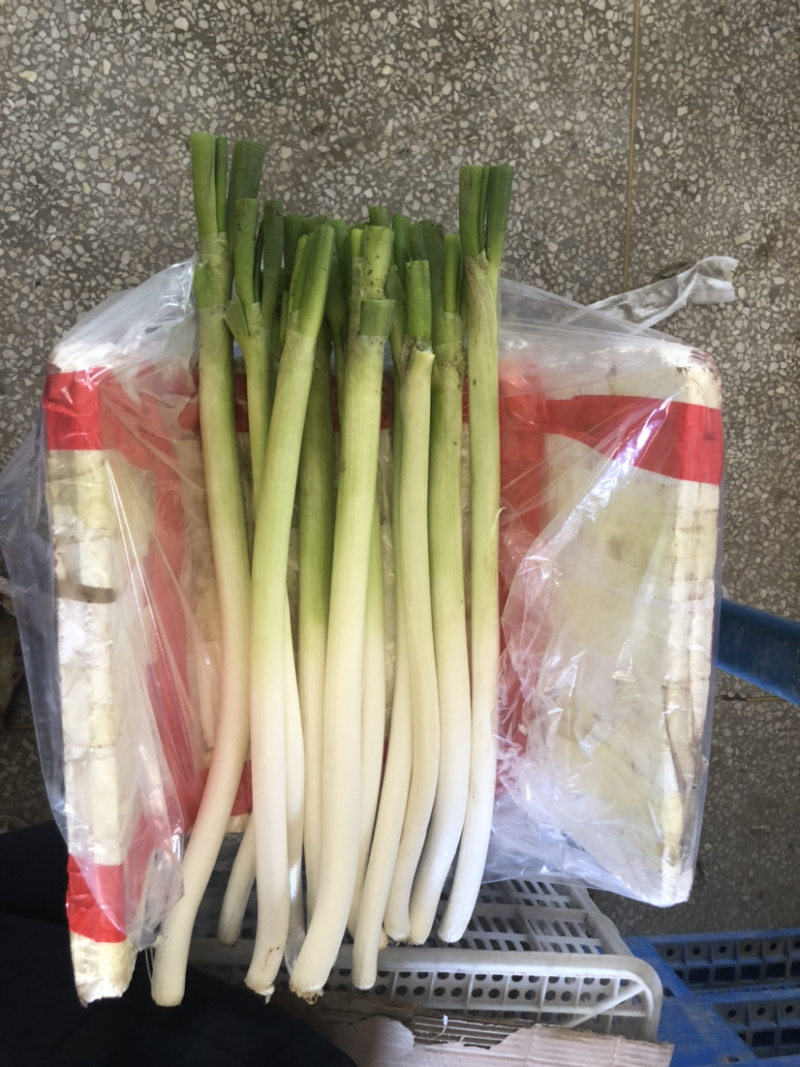 大葱冷库大葱嫩大葱大量有货，产地直发，欢迎采购