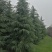 雪松雪松小苗松树河南雪松可视频看货产地直销一条龙