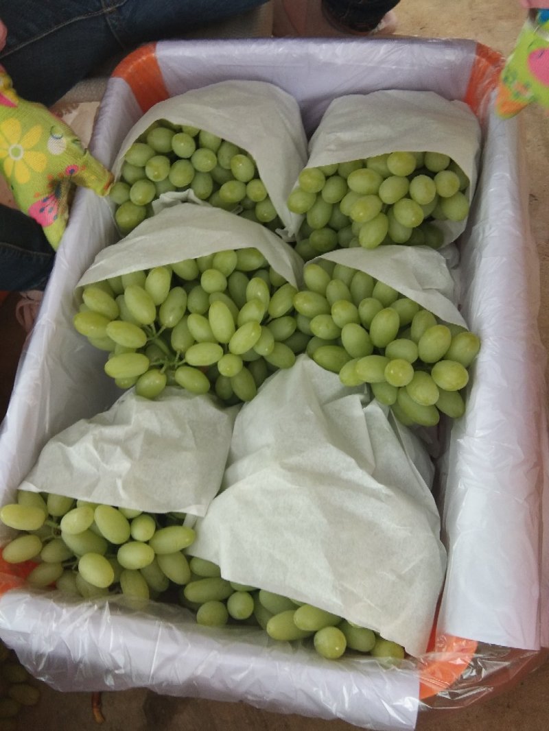 攀枝花北极星葡萄。