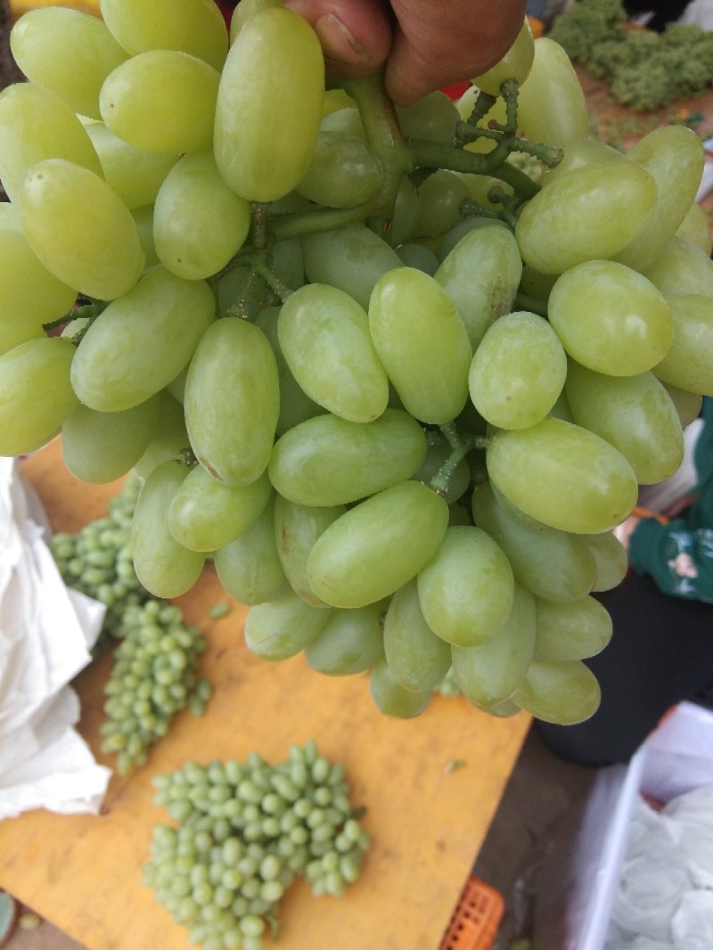 攀枝花北极星葡萄。