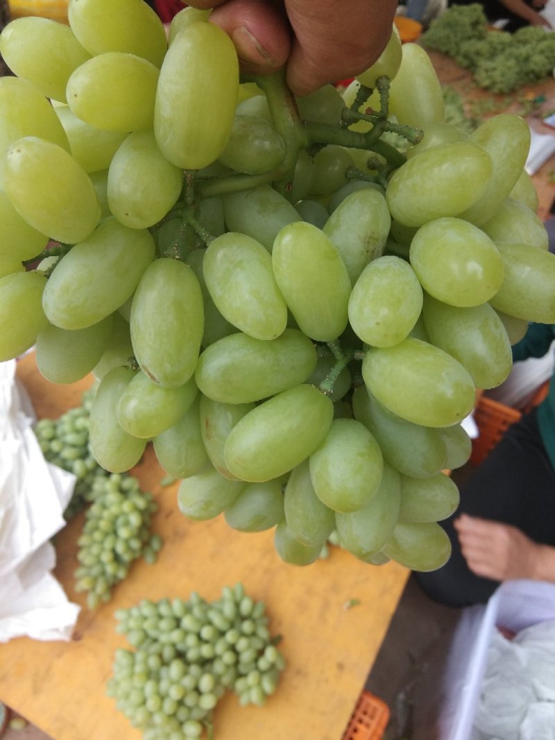 攀枝花北极星葡萄。