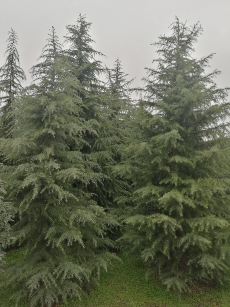 雪松雪松小苗松树河南雪松可视频看货产地直销一条龙
