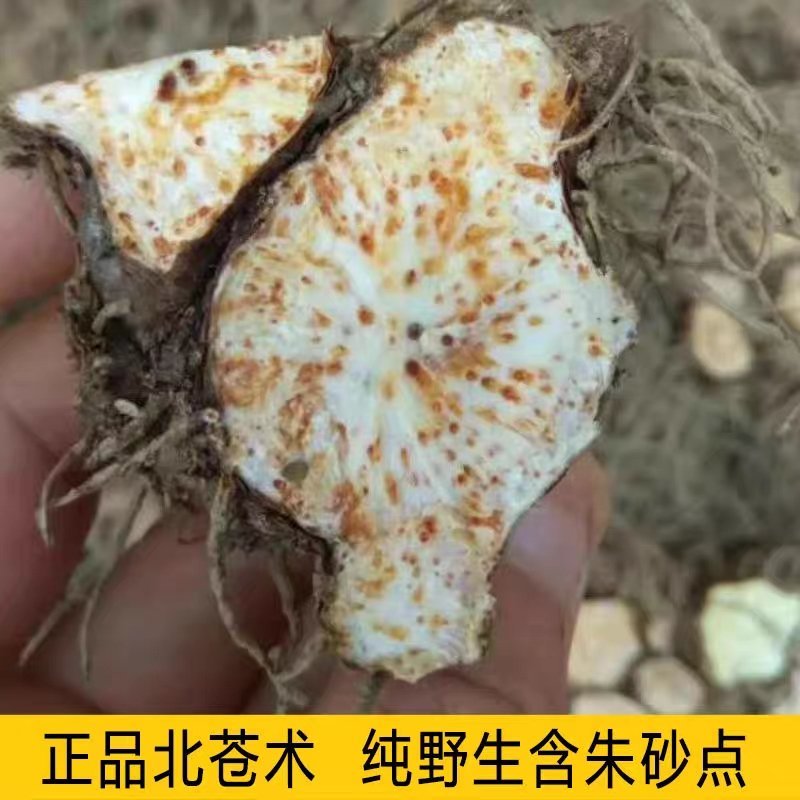 苍术种子发芽率高支持货到付款提供种植技术